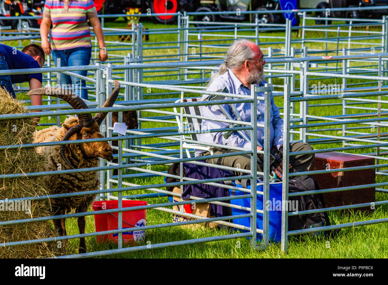 Mann an der Northumberland County Show warten auf Ergebnisse des Wettbewerbs für seine Schafe der Hebriden, UK. Stockfoto