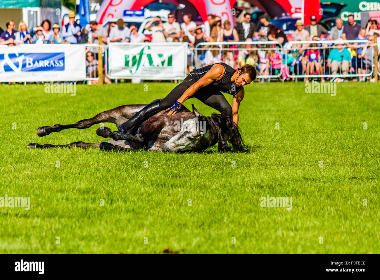 Stunt Reiter von Atkinson Aktion Pferde bei Northumberland County Show 2018, UK. Stockfoto