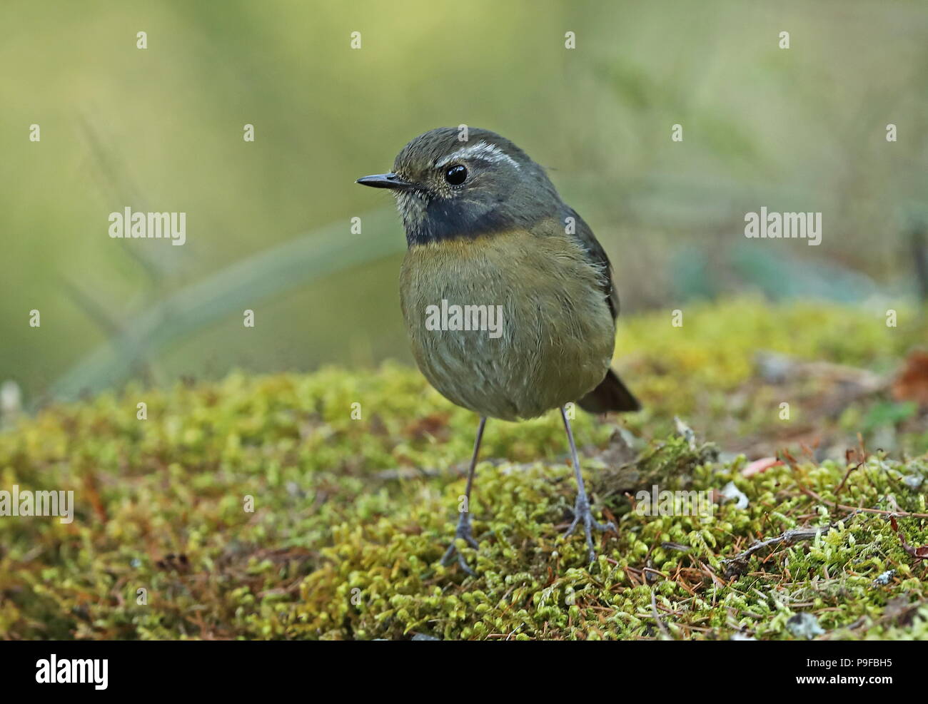 Collared Bush - Robin (Tarsiger johnstoniae) Unreife männliche auf bemoosten Felsen Yushan Nationalpark gelegen, Taiwan April Stockfoto