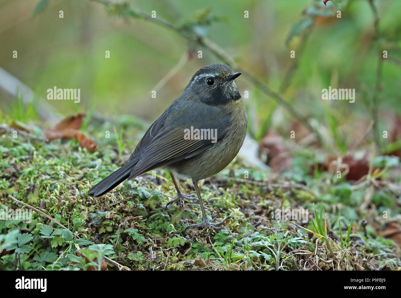 Collared Bush - Robin (Tarsiger johnstoniae) Unreife männliche auf moosigen Boden Yushan Nationalpark gelegen, Taiwan April Stockfoto