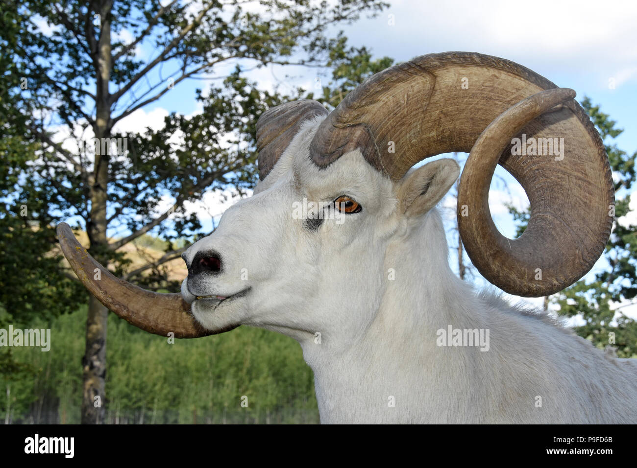 Dall Schaf männlich, Portrait Stockfoto
