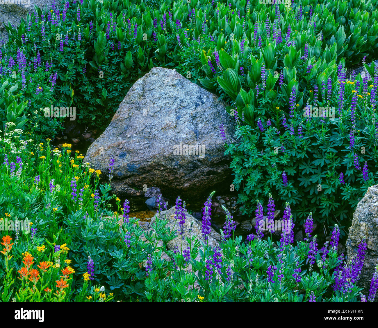 Kreuzkraut, Pinsel, Lupine, Carson-Iceberg Wüste, Stanislaus National Forest, Sierra Nevada, Kalifornien Stockfoto