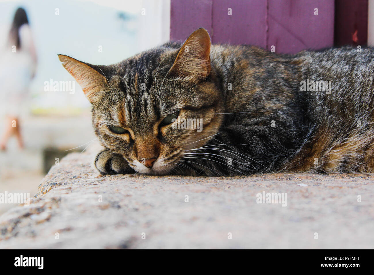 Schläfrige Katze in einer Straße von Paraty Stockfoto