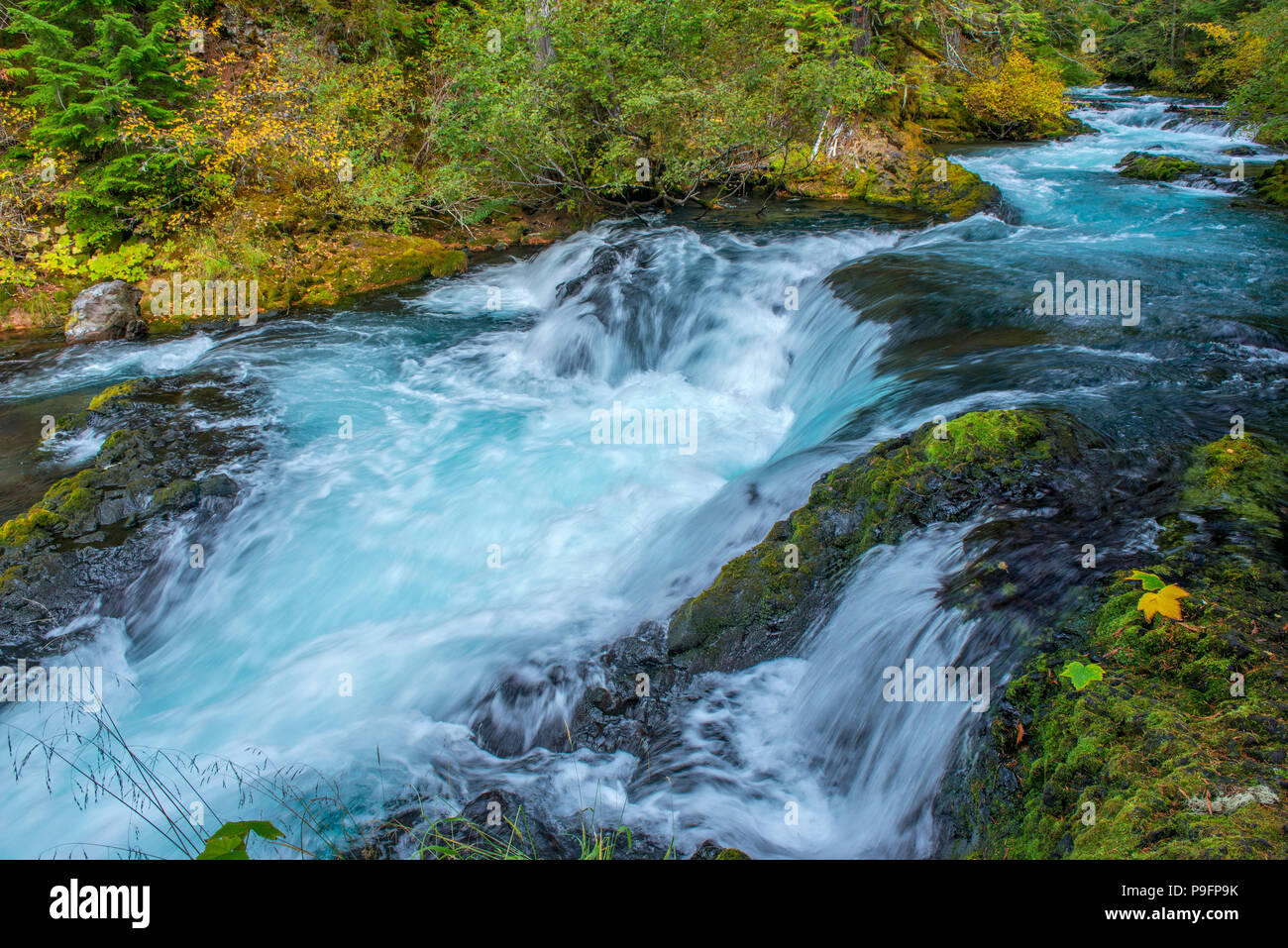 McKenzie River National Wild und Scenic River, Willamette National Forest, Oregon Stockfoto