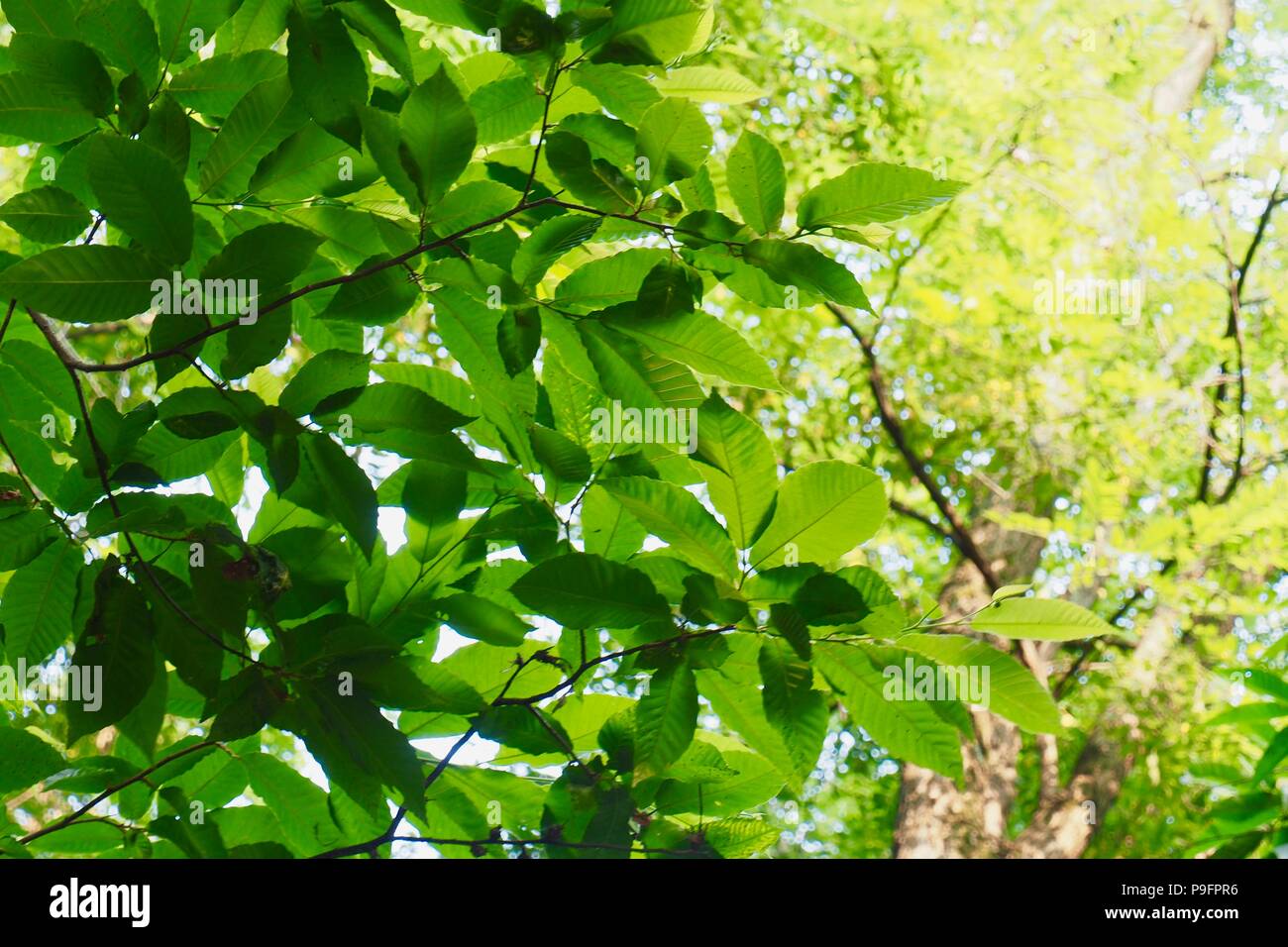Frisch grün Blatt von Korea Stockfoto