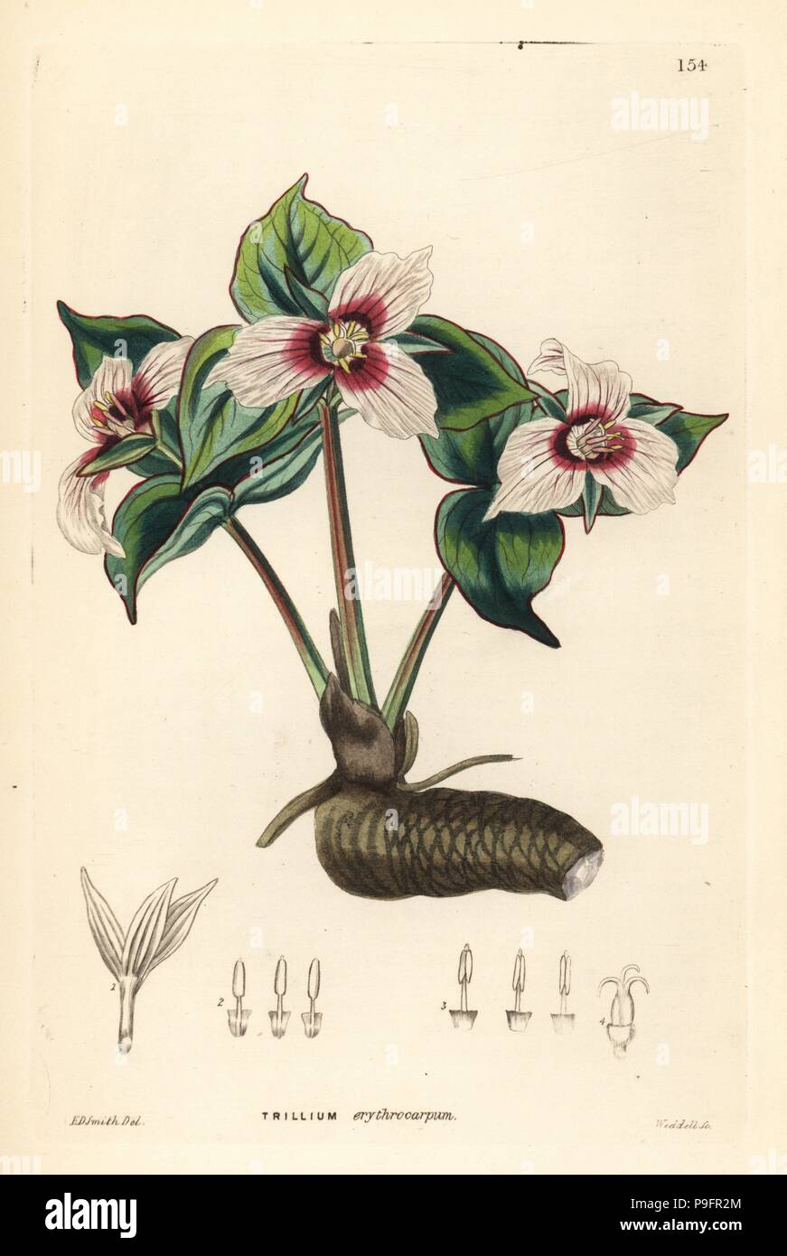 Malte Trillium, Trillium undulatum (Rot großfrüchtige Trillium, Trillium erythrocarpum). Papierkörbe Kupferstich von Weddell nach Edwin Dalton Smith von John Lindley und Robert's Sweet ornamentalen Blumen Garten und Gebüsch, G. Willis, London, 1854. Stockfoto