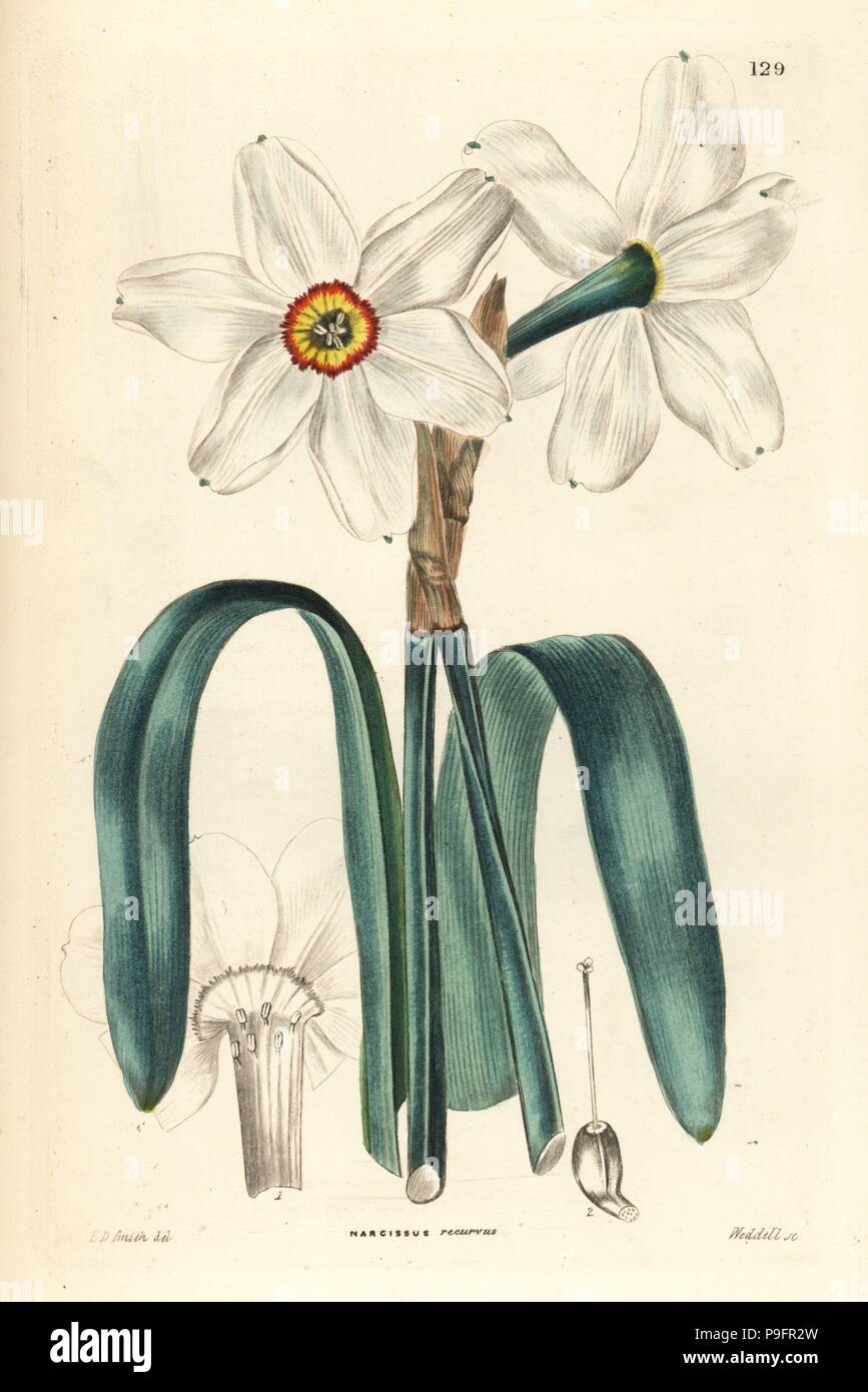 Der Dichter Narzisse, Narcissus poeticus (Hängend-leaved Poet Narzissen, Narzissen recurvus). Papierkörbe Kupferstich von Weddell nach Edwin Dalton Smith von John Lindley und Robert's Sweet ornamentalen Blumen Garten und Gebüsch, G. Willis, London, 1854. Stockfoto