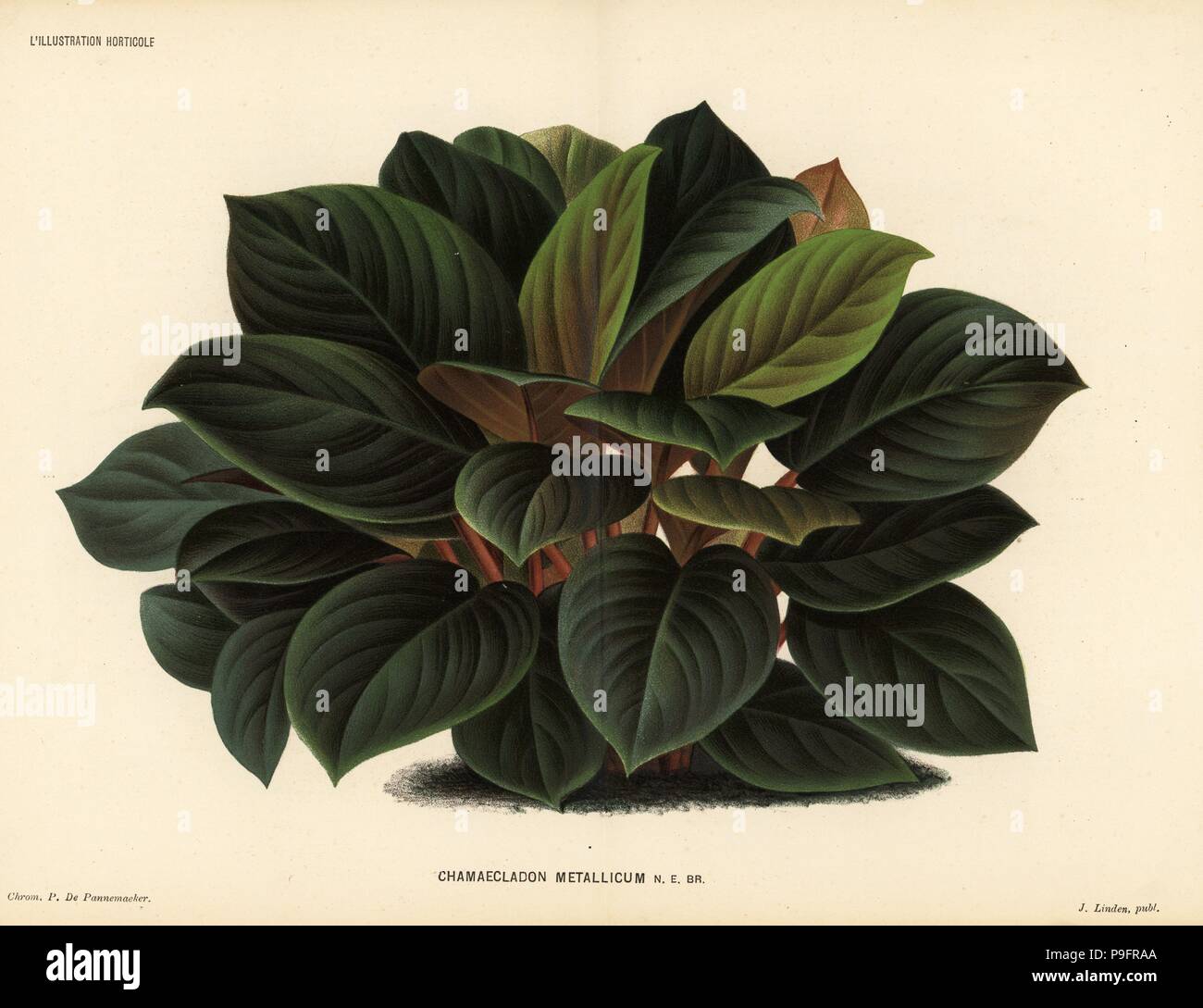 Homalomena Metallica (Chamaecladon Metallicum). Farblitho von P. de Pannemaeker von Jean Linden l ' Illustration Horticole, Brüssel, 1884. Stockfoto