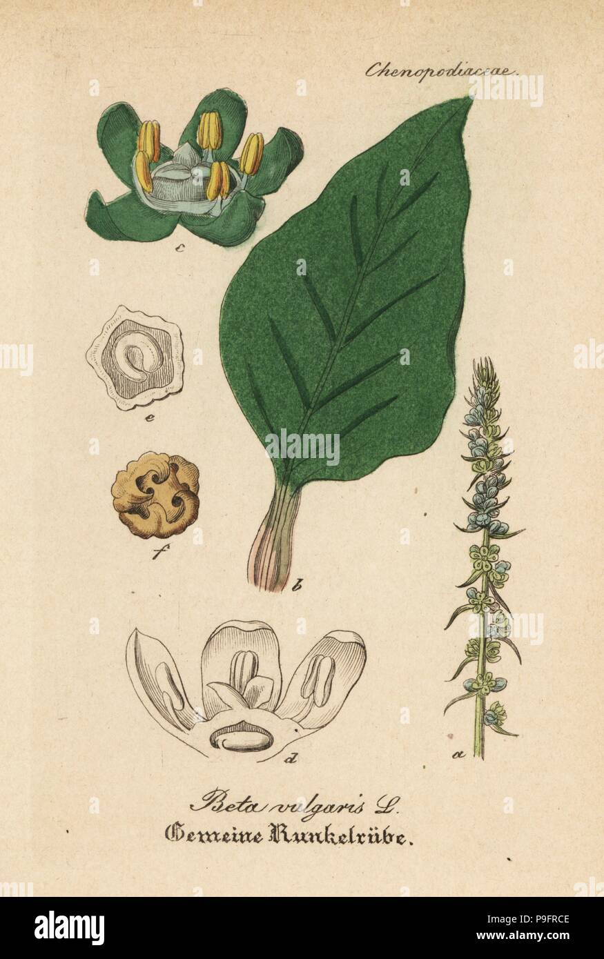 Zuckerrüben, Beta vulgaris. Papierkörbe Kupferstich von Dr. Willibald Artus' Hand-Atlas sammtlicher mediinisch-Pharmaceutischer Gewachse, (Handbuch der alle medizinisch-pharmazeutischen Anlagen), Jena, 1876. Stockfoto