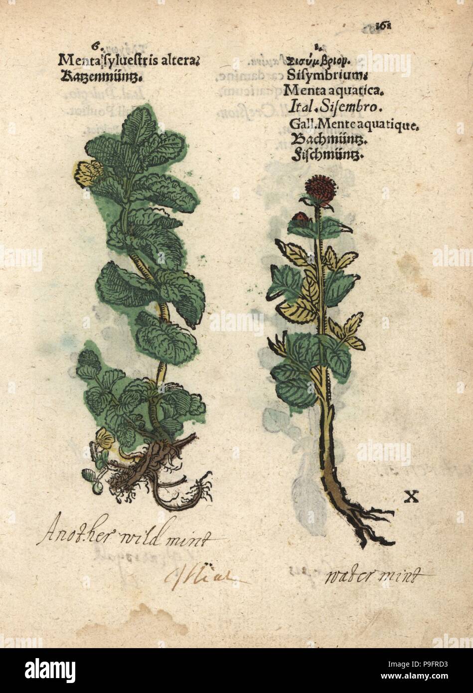 Pferd Minze, Mentha Longifolia und Wasser-Minze, Mentha Aquatica. Handkoloriert Holzschnitt Gravur eine botanische Illustration von Adam Lonicers Krauterbuch oder Kräuter, Frankfurt am Main, 1557. Dies aus einem 17. Jahrhundert Pirate Edition oder Atlas Illustrationen nur, mit Untertiteln in Latein, Griechisch, Französisch, Italienisch, Deutsch und in Englisch Manuskript. Stockfoto