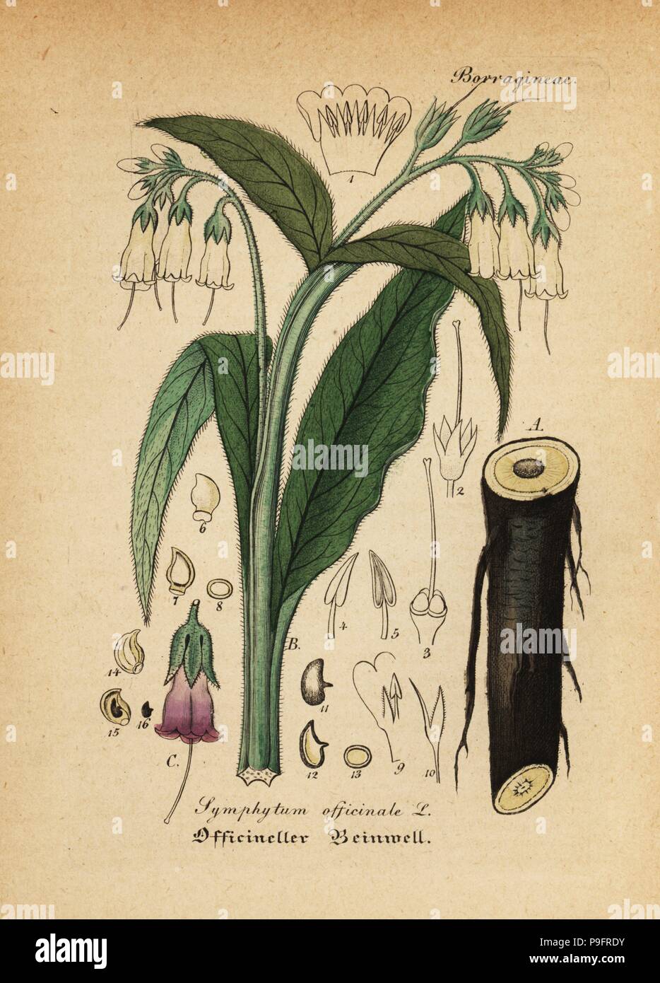 Echte Beinwell, Symphytum officinale. Papierkörbe Kupferstich von Dr. Willibald Artus' Hand-Atlas sammtlicher mediinisch-Pharmaceutischer Gewachse, (Handbuch der alle medizinisch-pharmazeutischen Anlagen), Jena, 1876. Stockfoto