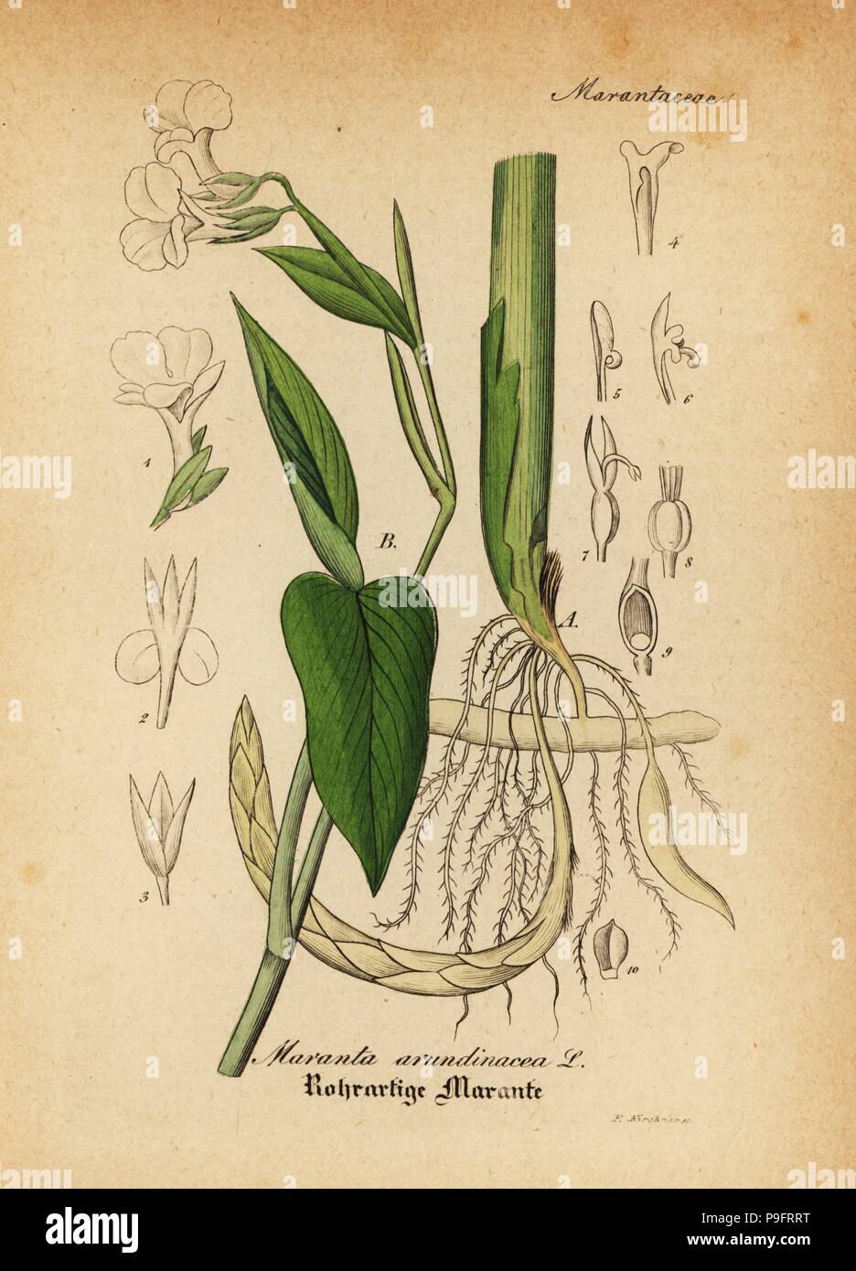 Pfeilwurz, Maranta arundinacea. Papierkörbe Kupferstich von Dr. Willibald Artus' Hand-Atlas sammtlicher mediinisch-Pharmaceutischer Gewachse, (Handbuch der alle medizinisch-pharmazeutischen Anlagen), Jena, 1876. Stockfoto