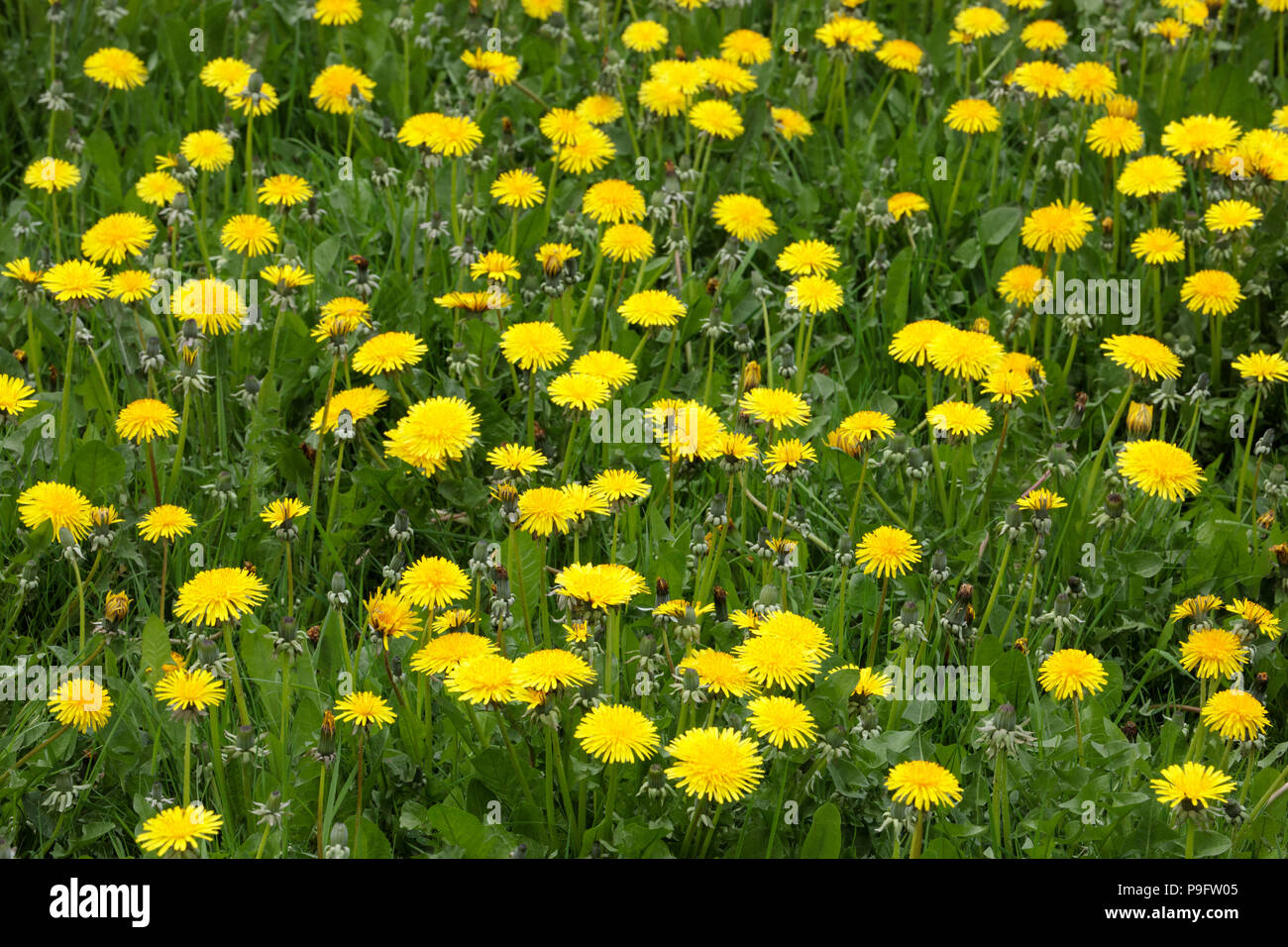 Löwenzahn bedeckt Rasen Stockfoto