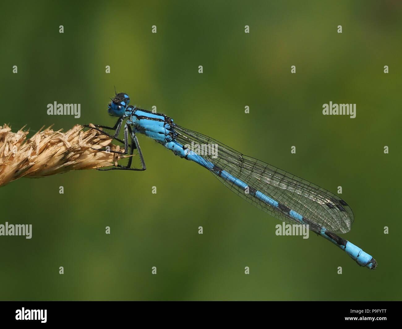 Gemeinsame Blau Damselfly (Enallagma cyathigerurm) Stockfoto