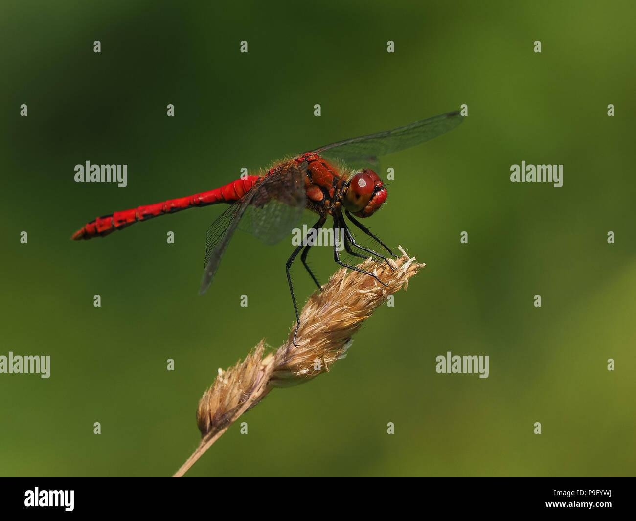 Große Rote Damselfly (Pyrrmosoma nymphula) Stockfoto