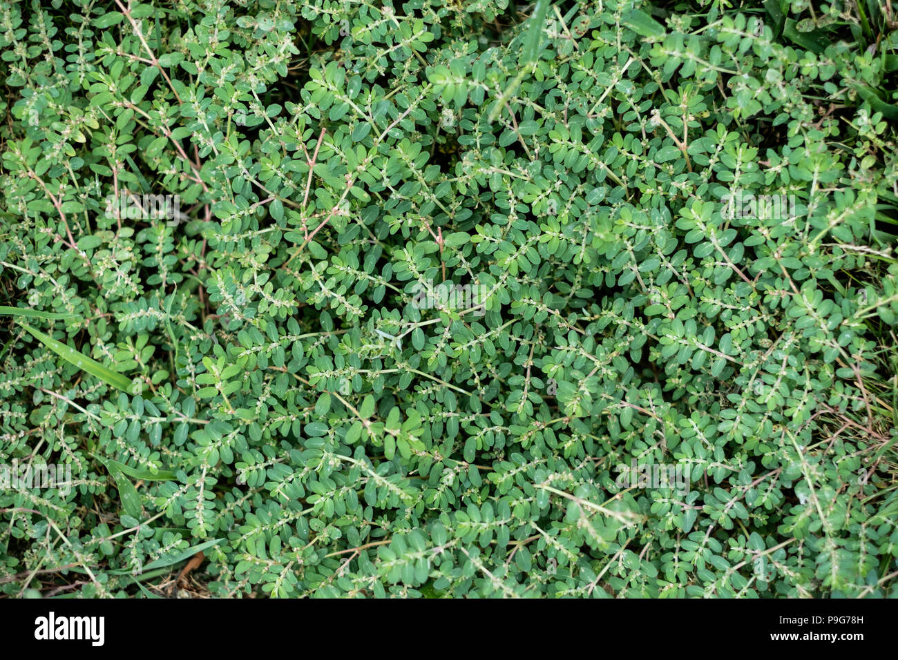 Gefleckter Sauger, Euphorbia maculata, ein Unkraut, das in armem Boden wächst und einen milchigen saft produziert, wenn die Stämme gebrochen werden. Wichita, Kansas, USA. Stockfoto