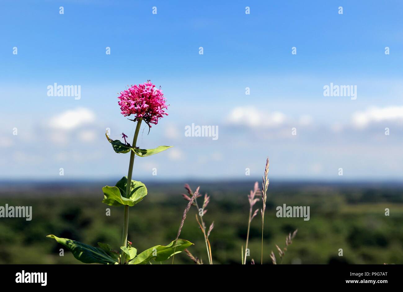 Schöne rosa Phuopsis stylosa, oder kissenförmig Blume, eine wilde Blume, mit grünen Hügeln und blauen bewölkten Himmel in unscharf Hintergrund Stockfoto