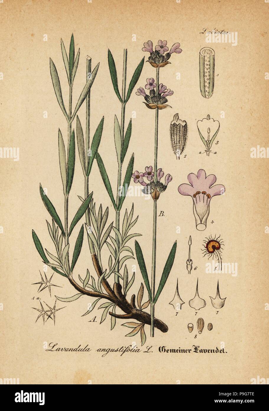 Lavendel Lavandula angustifolia. Papierkörbe Kupferstich von Dr. Willibald Artus' Hand-Atlas sammtlicher mediinisch-Pharmaceutischer Gewachse, (Handbuch der alle medizinisch-pharmazeutischen Anlagen), Jena, 1876. Stockfoto