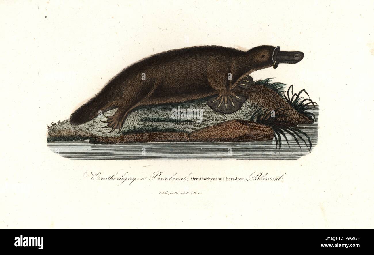 Platypus, Ornithorhynchus anatinus. Papierkörbe Kupferstich von Rene Primevere der Lektion ergänzt de Buffon, Pourrat Freres, Paris, 1838. Stockfoto