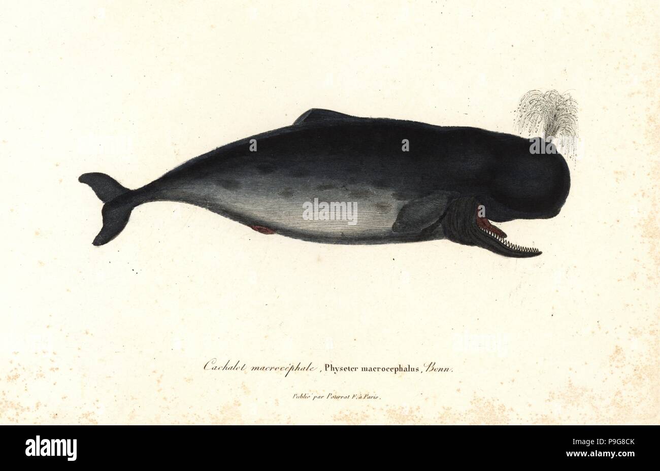 Sperm whale, Physeter macrocephalus. Papierkörbe Kupferstich von Rene Primevere der Lektion ergänzt de Buffon, Pourrat Freres, Paris, 1838. Stockfoto