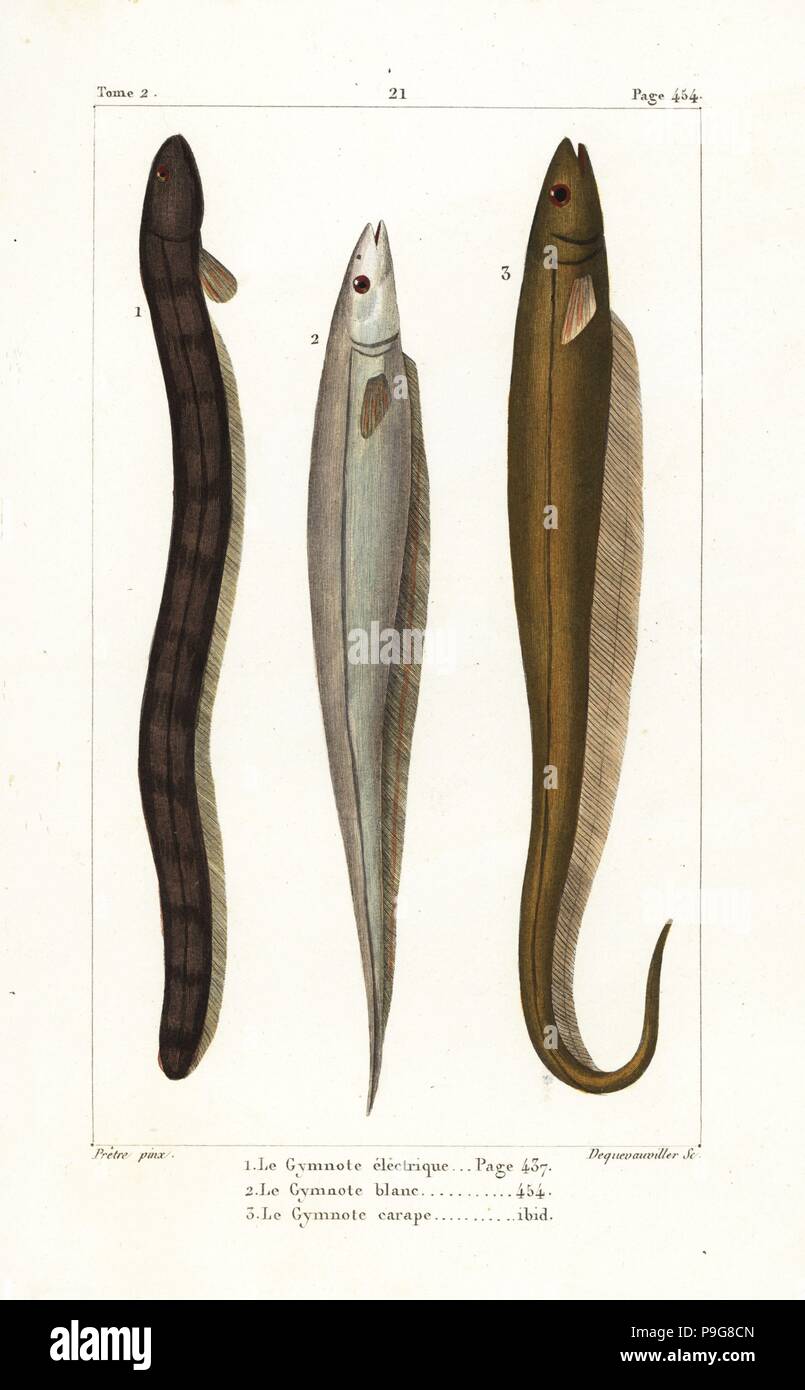 Zitteraal Electrophorus Electricus, asiatische Sumpf Aal, Monopterus Albus und gebänderten Knifefish Gymnotus Carapo. Handkoloriert Kupferstich von Dequevauviller nach einer Illustration von Jean-Gabriel Pretre von Bernard Germain de Lacepede Natural History ovipar Vierbeiner, Schlangen, Fische und Wale und Delfine, Eymery, Paris, 1825. Stockfoto