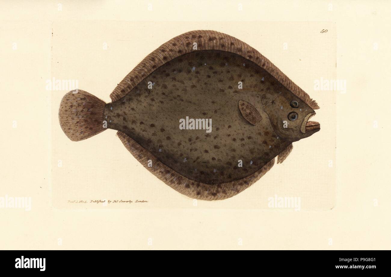 Brill oder Kite Fisch, Scophthalmus Rhombus (Pleuronectes Raute). Handkoloriert Kupferstich von James Sowerby von The British Miscellany oder farbigen Figuren neue, seltene oder wenig bekannte Tier Probanden, London, 1804. Stockfoto