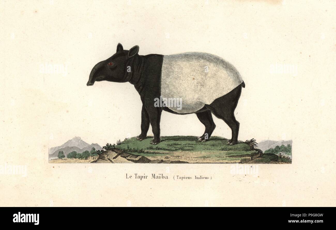 Malayan Tapir, Tapirus indicus. Gefährdet. Papierkörbe Kupferstich von Rene Primevere der Lektion ergänzt de Buffon, Pourrat Freres, Paris, 1838. Stockfoto