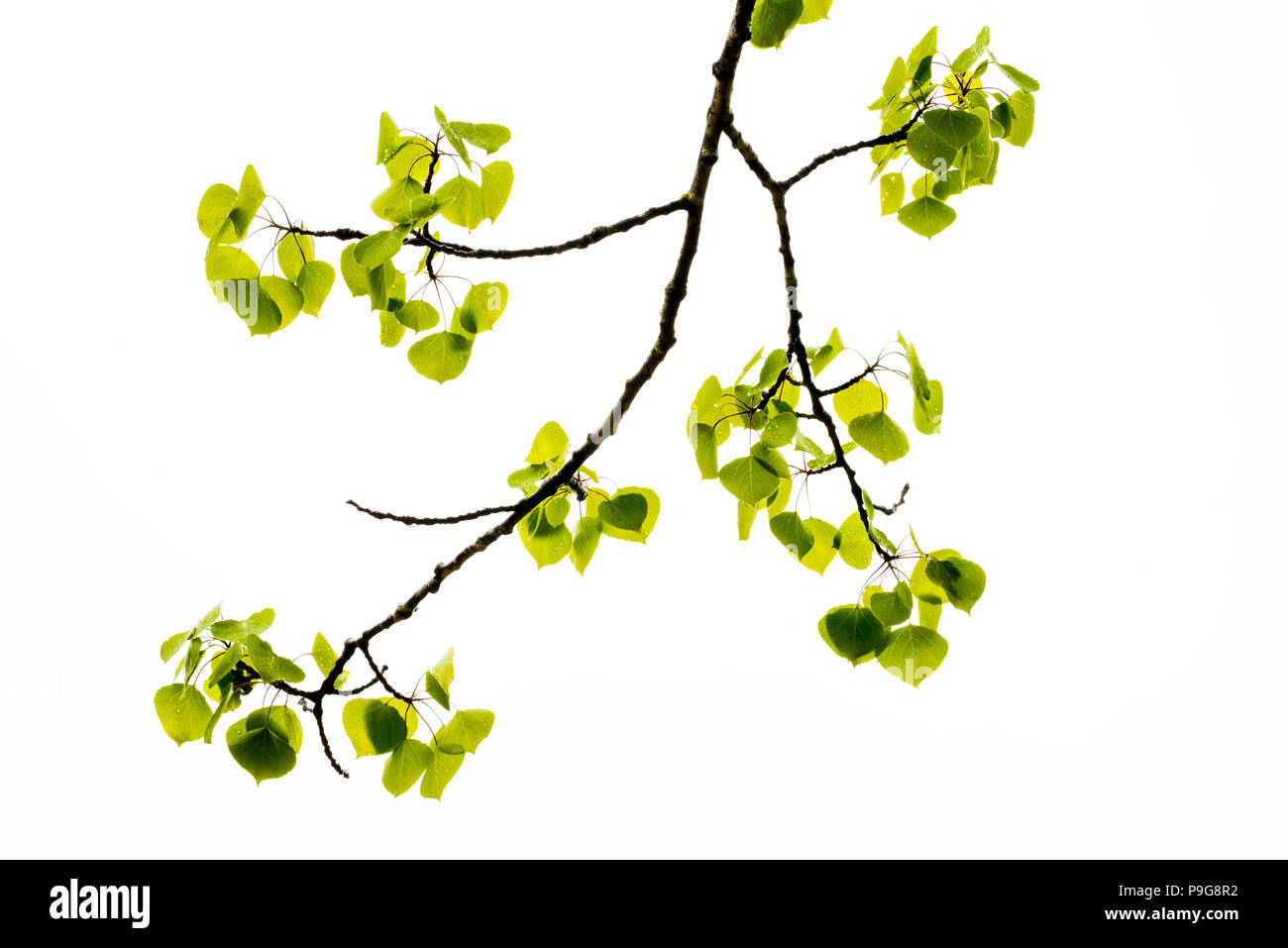 Beben Aspen Blätter (Populus tremuloides), neue Blätter, Nordamerika, von Bruce Montagne/Dembinsky Foto Assoc Stockfoto