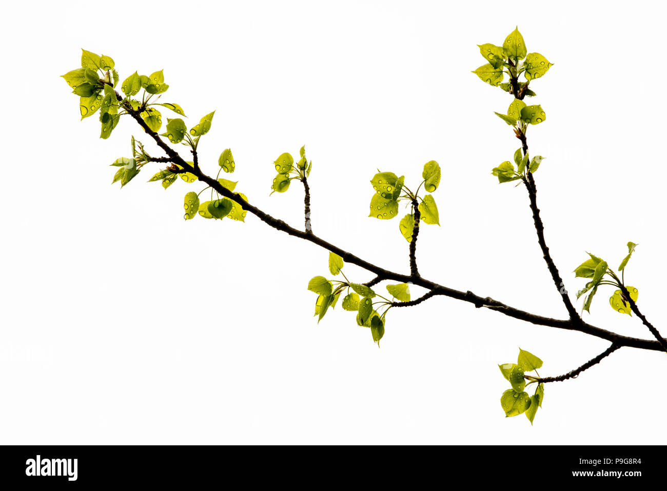 Beben Aspen Blätter (Populus tremuloides), neue Blätter, Nordamerika, von Bruce Montagne/Dembinsky Foto Assoc Stockfoto