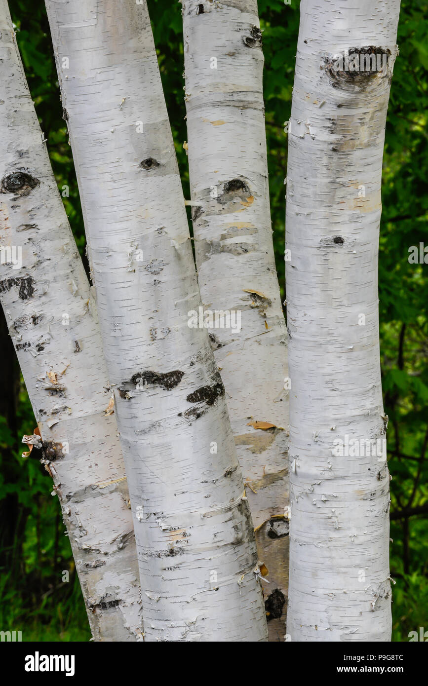 White Birch, auch als Papier Birke (Betula Papyrifera), Nördliches Nordamerika, von Bruce Montagne/Dembinsky Foto Assoc bekannt Stockfoto