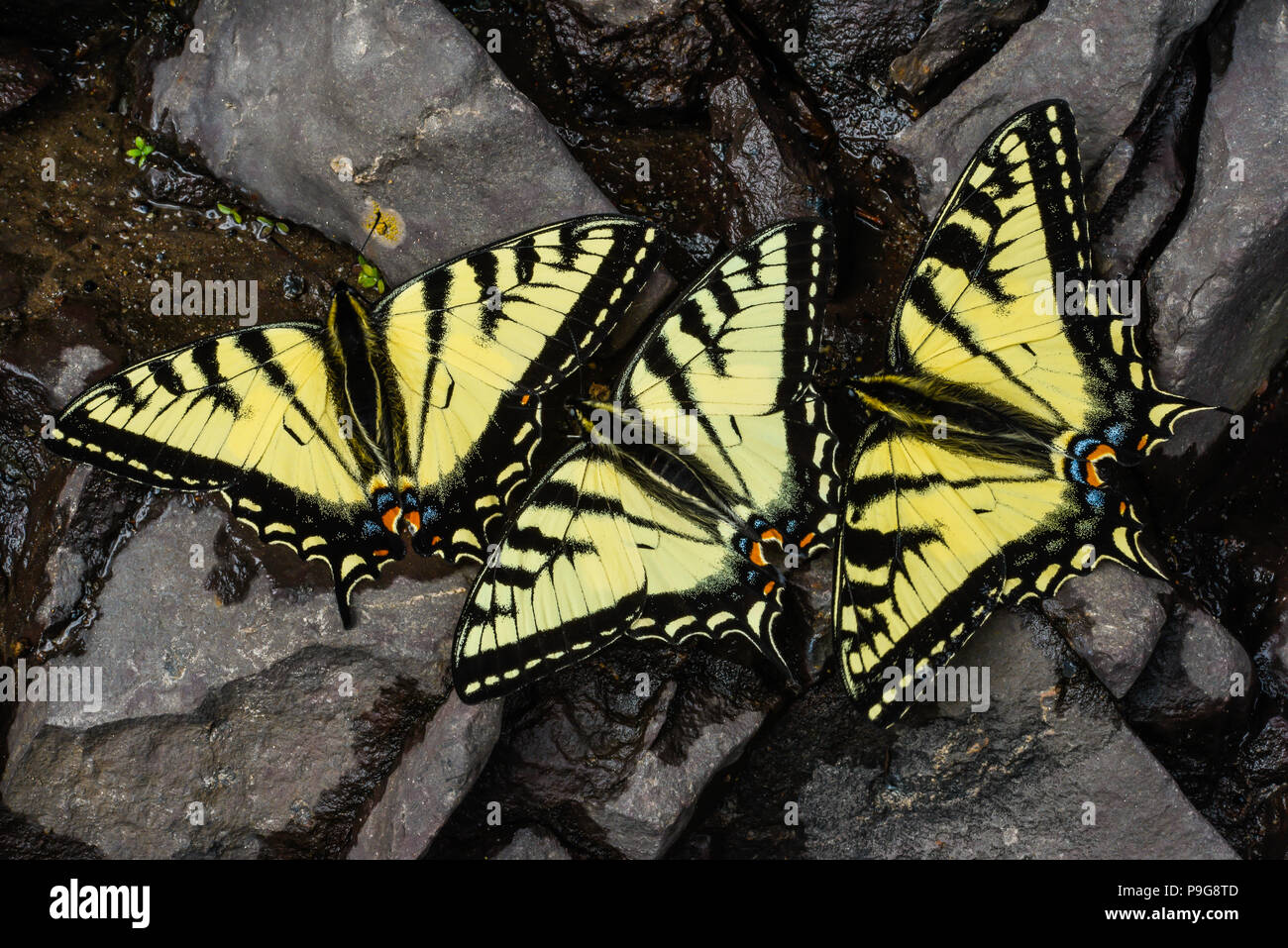 E. Tiger Swallowtail Schmetterlinge (Papilio glaucus) Trinkwasser, Minnesota, USA, von Bruce Montagne/Dembinsky Foto Assoc Stockfoto