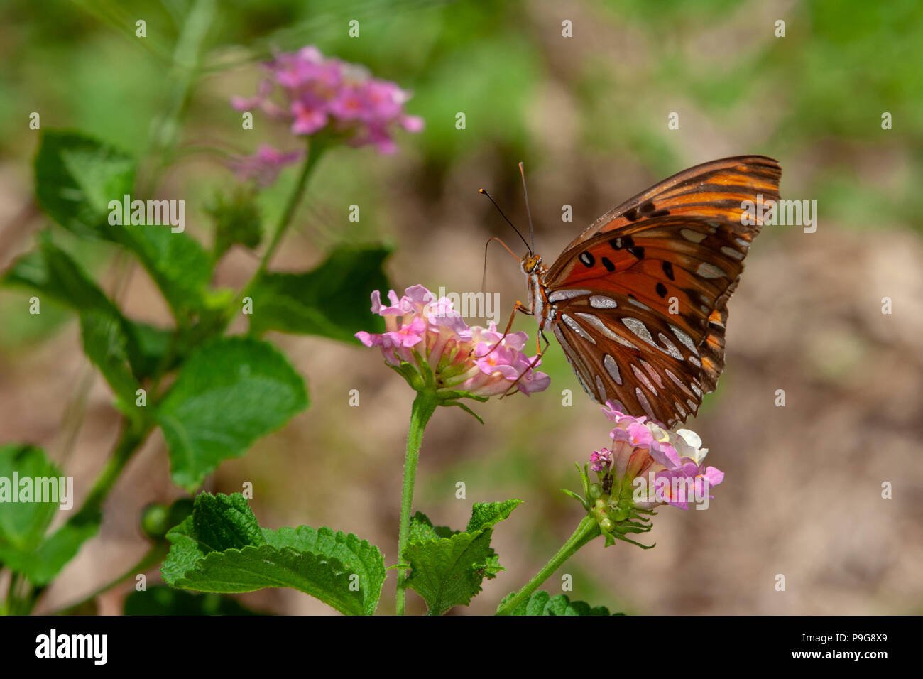 Golf fritillary oder Leidenschaft Schmetterling (Agraulis vanillae) Leuchtend orange Schmetterling, ventral, Feeds auf den Nektar der Twin (Lantana camara) Blüte Stockfoto