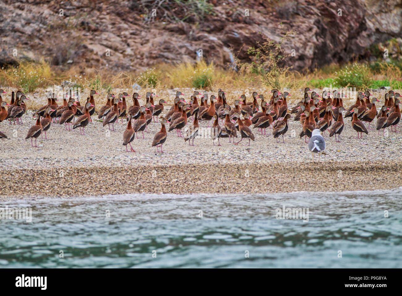 Bericht der Fischerhafen von Guaymas Sonora. Reportaje del Puerto pesquero de Guaymas Sonora. Stockfoto