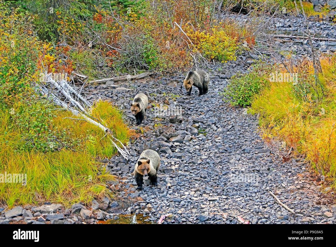 Luftaufnahme von einem Grizzly Bär Mutter mit zwei Jahre alten/Jungen, zu Fuß zu einem trockenen auf der Suche nach Nahrung Riverbed. Stockfoto