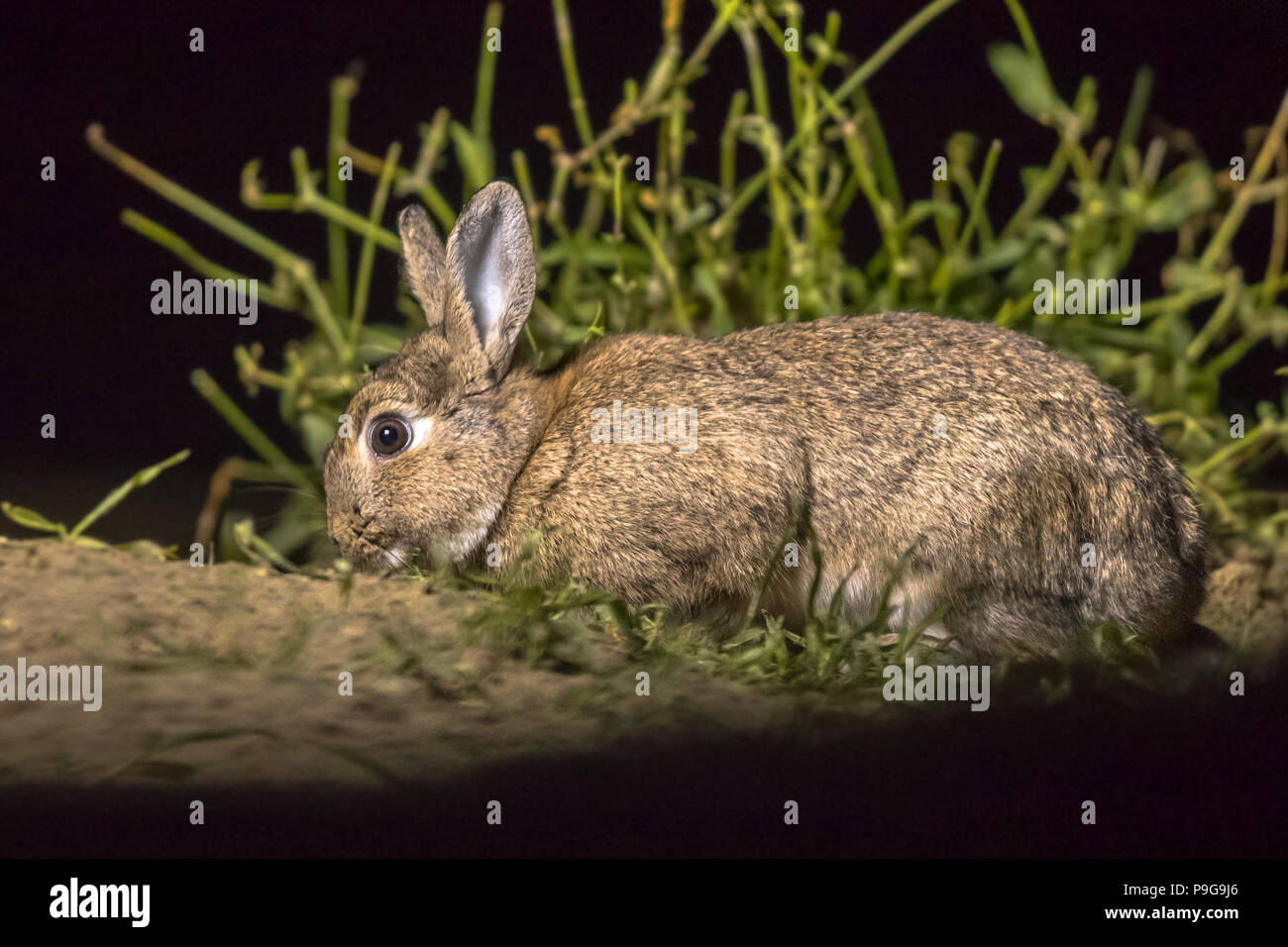 Europäische Kaninchen (Oryctolagus cuniculus) Nahrungssuche in der Dunkelheit bei Nacht Stockfoto