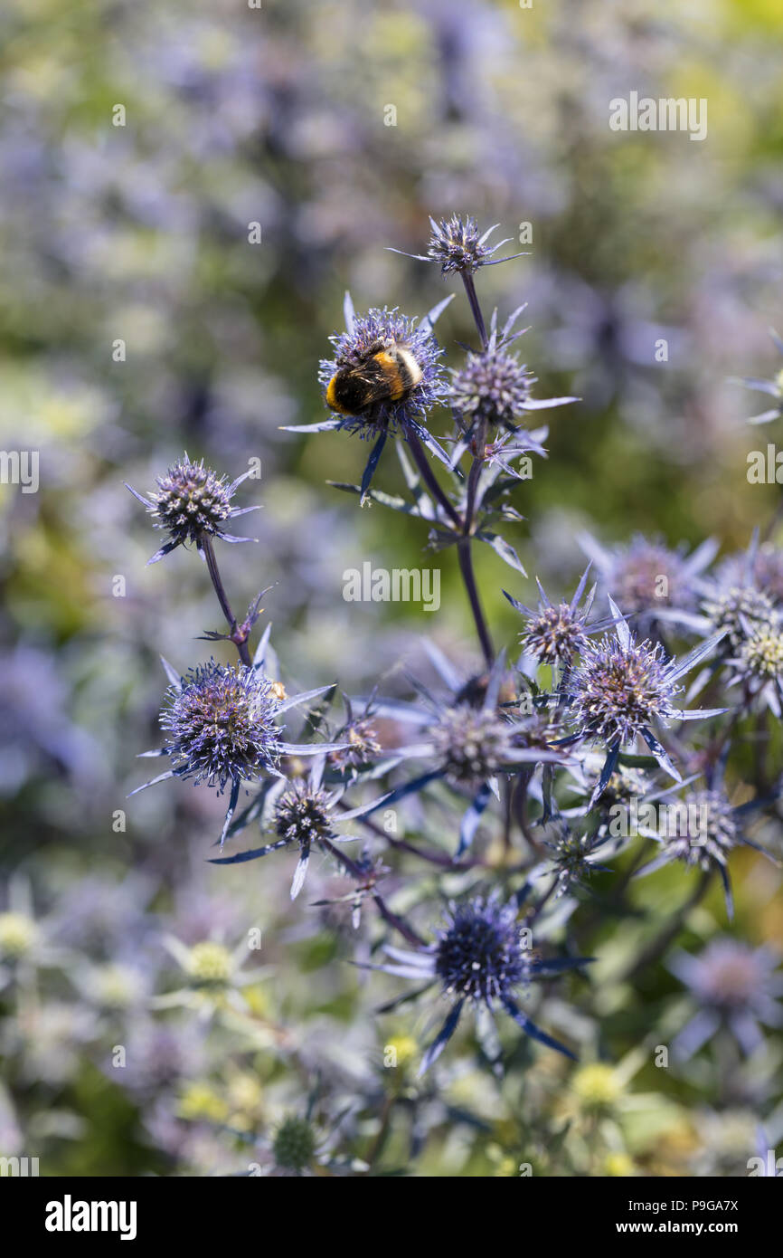Blau, Rysk eryngo martorn (eryngium Planum) Stockfoto