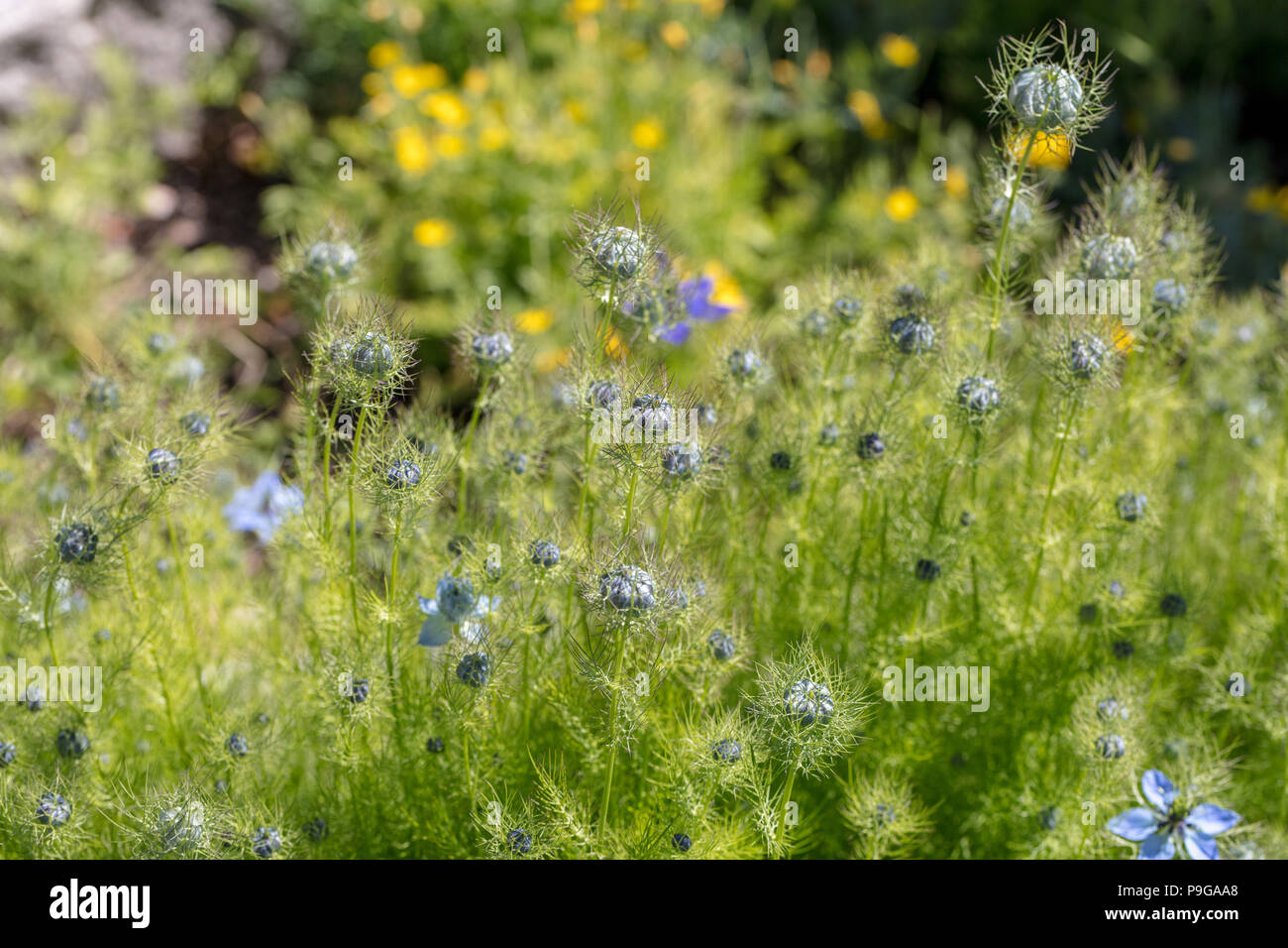 'Miss Jekyll 'Love-in-a-Mist, Jungfrun i det Gröna (Nigella damascena) Stockfoto