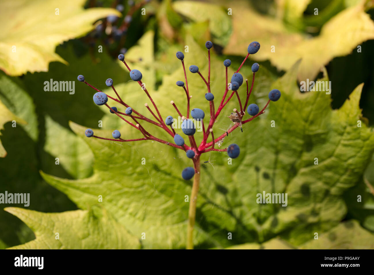 Umbrellaleaf, Diphylleia cymosa Paraplyblad () Stockfoto