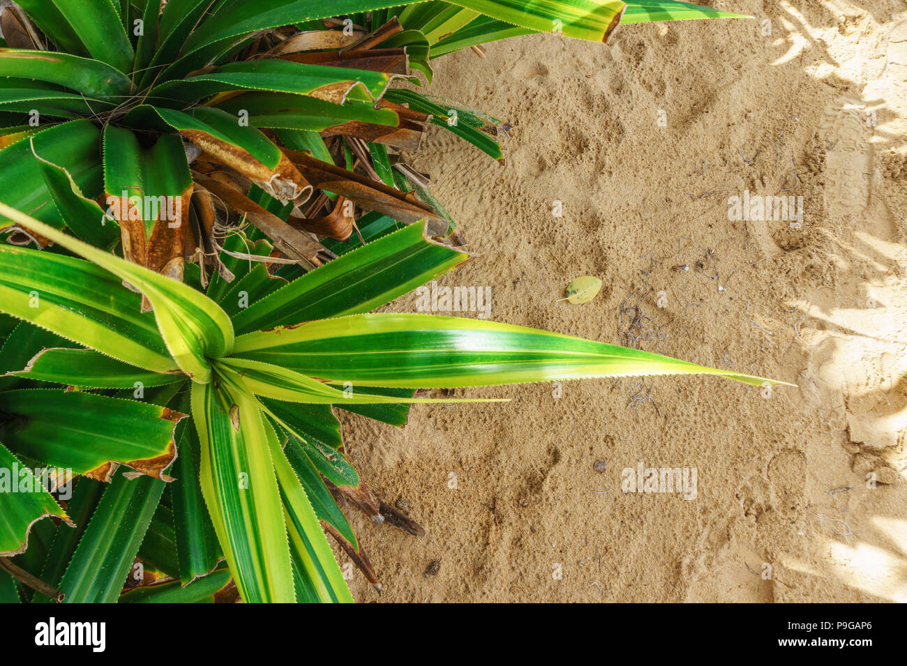 Grüne Pflanzen in den Sand. Flora, Vegetation Stockfoto