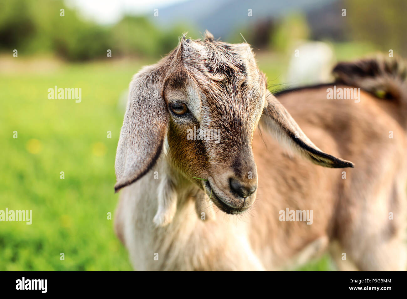 Junge Braune Ziege kid Beweidung, essen Grashalme. Stockfoto