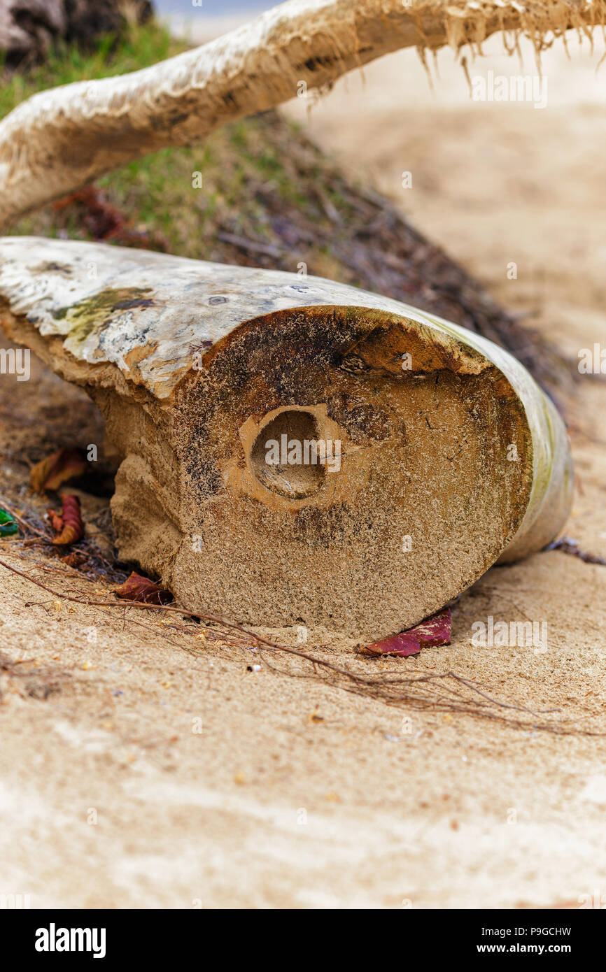 Herz carved in Baum am Sandstrand. Gravur Herz. Symbol der Liebe auf dem Baum. Liebe romantische Konzept Stockfoto