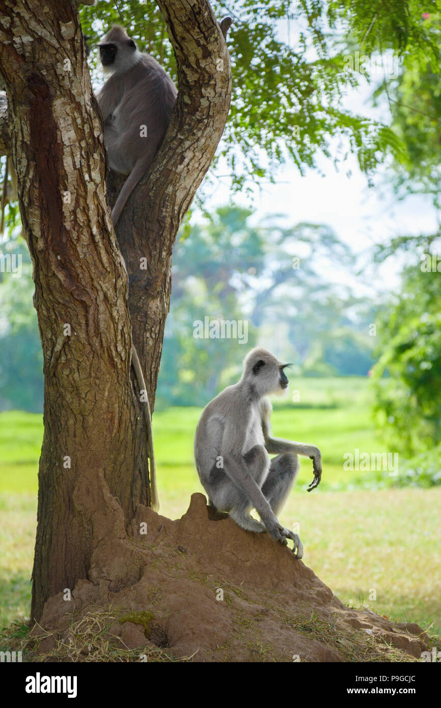 Zwei makaken oder Familie von Baum Affen in der Wildnis Stockfoto