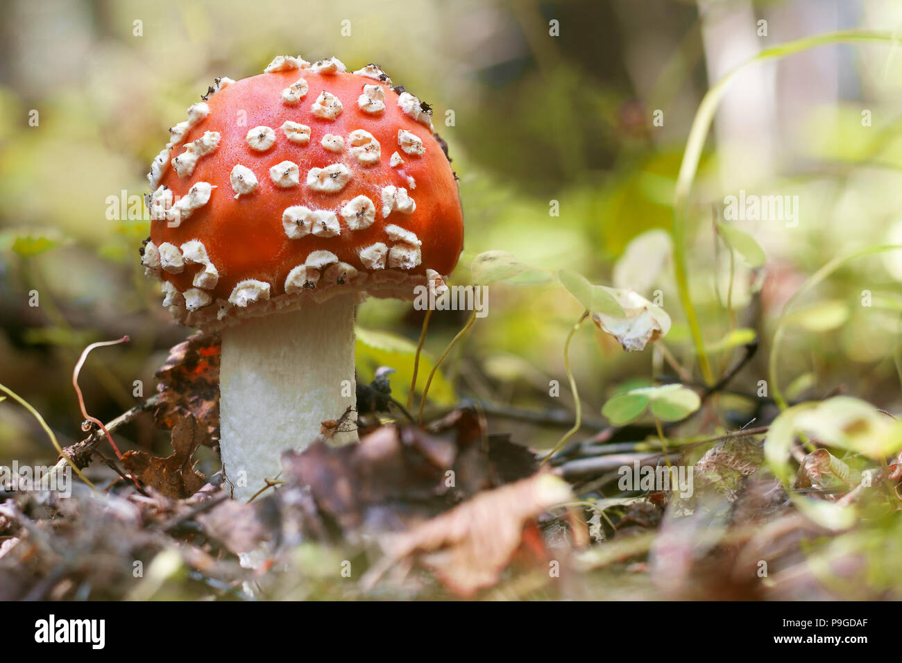 Pilz auf dem Waldboden Stockfoto