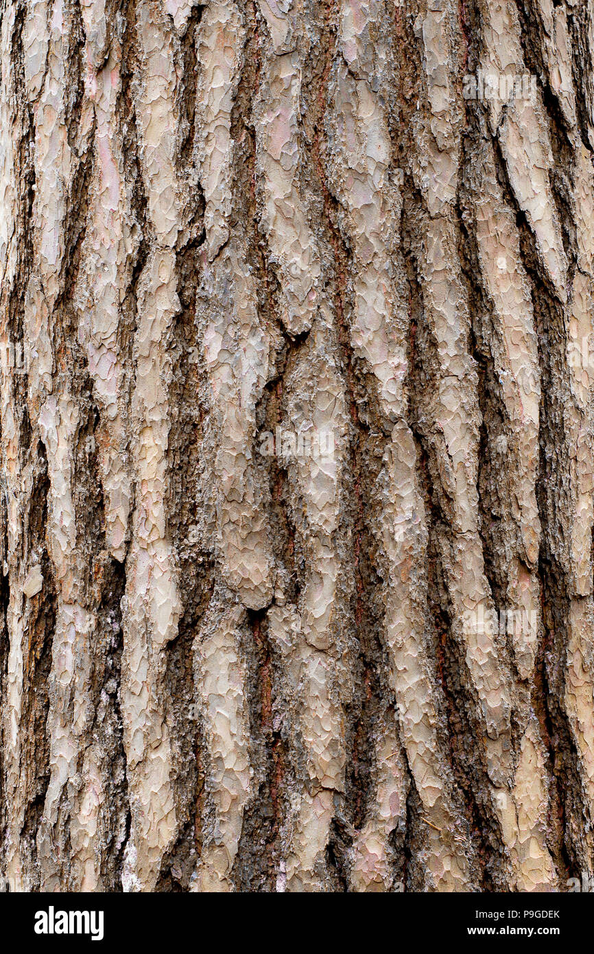 Baum, Rinde, Natur, texturiert, Holz Stockfoto