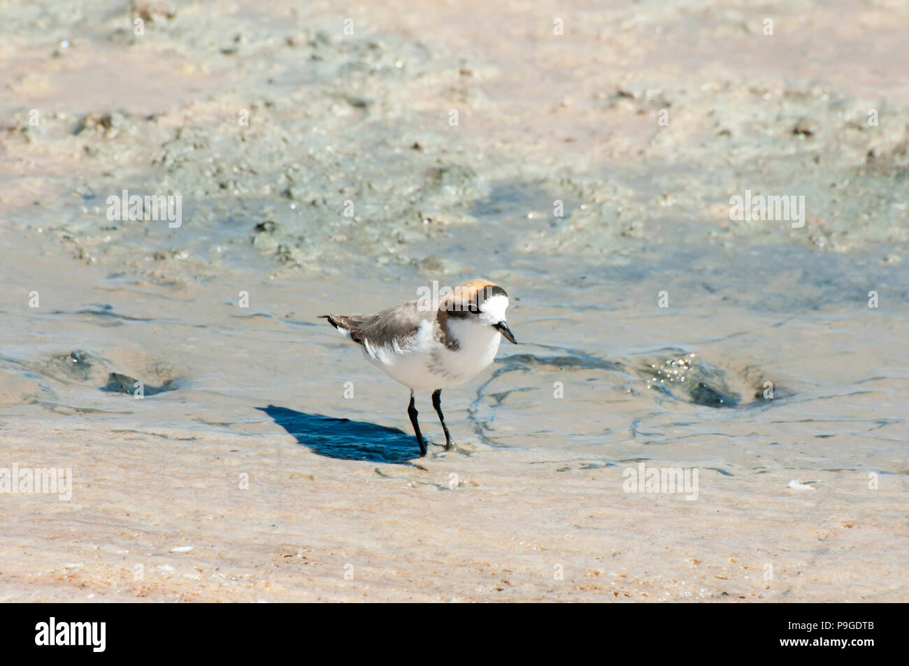 Puna Plover Vogel Stockfoto