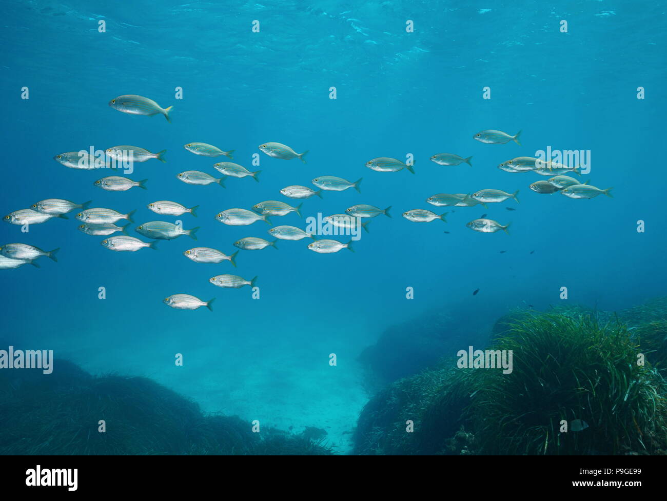 Eine Schule der Fische, dreamfish Sarpa salpa, Unterwasser im Mittelmeer, Cabo de Gata-Níjar, Almería, Andalusien, Spanien Stockfoto