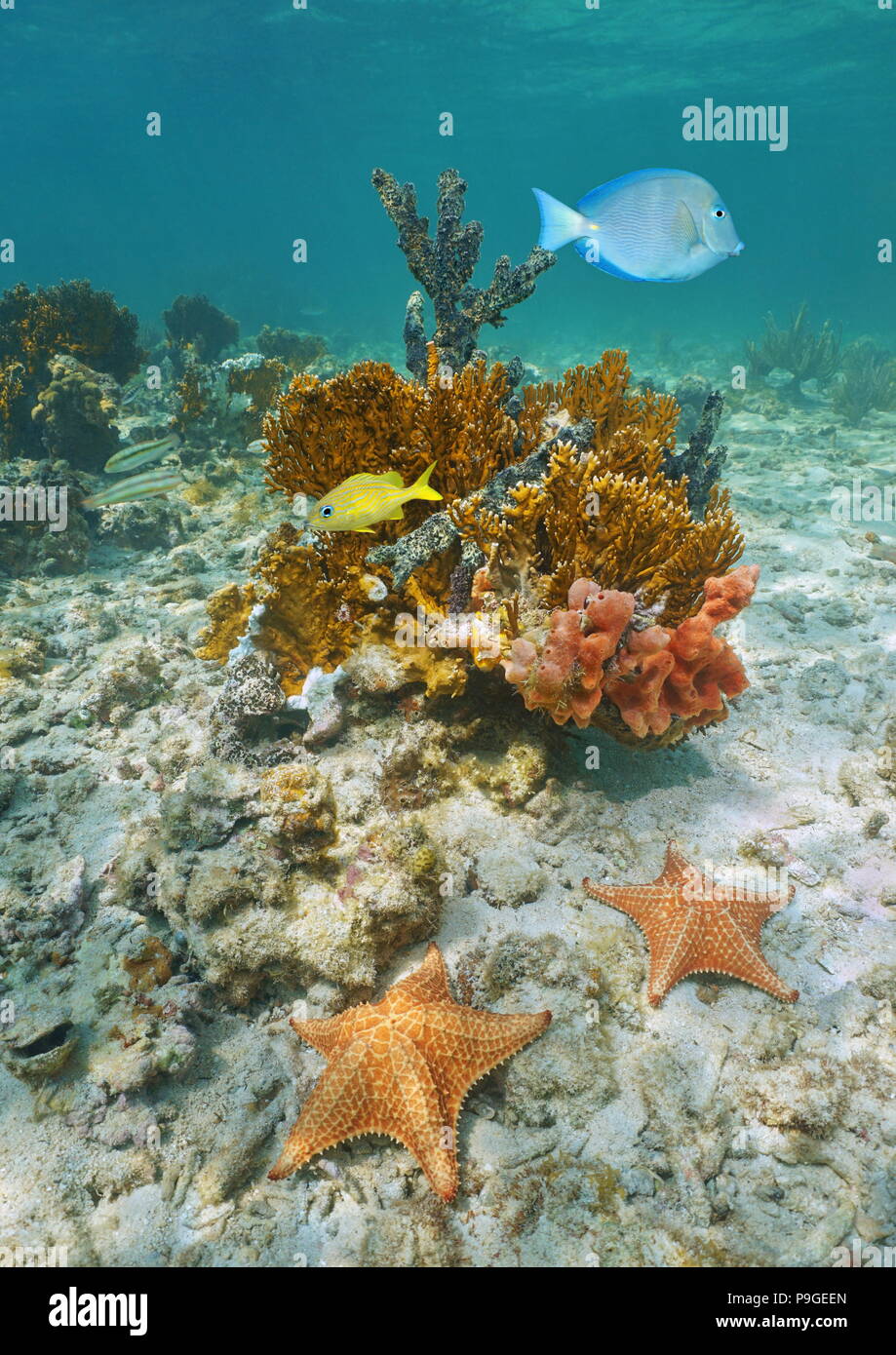 Bunte Unterwasserwelt Unterwasserwelt mit Seesternen, Riff Fische, Korallen und Schwämmen, Karibik Stockfoto