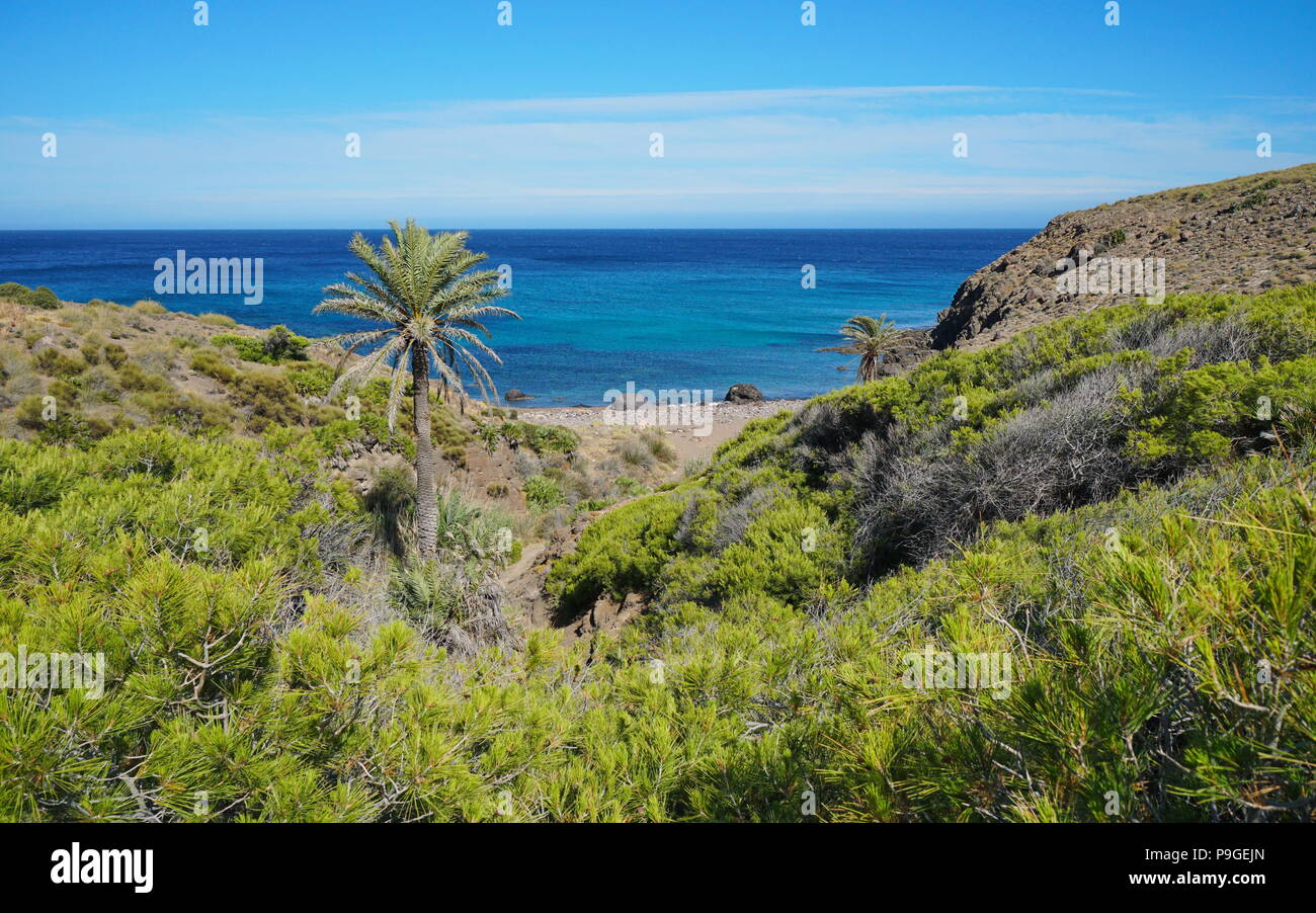 Einsame Bucht mit Palme im Cabo de Gata-Níjar Naturparks, Cala de Los Toros in der Nähe von La Isleta del Moro, Mittelmeer, Andalusien, Spanien Stockfoto