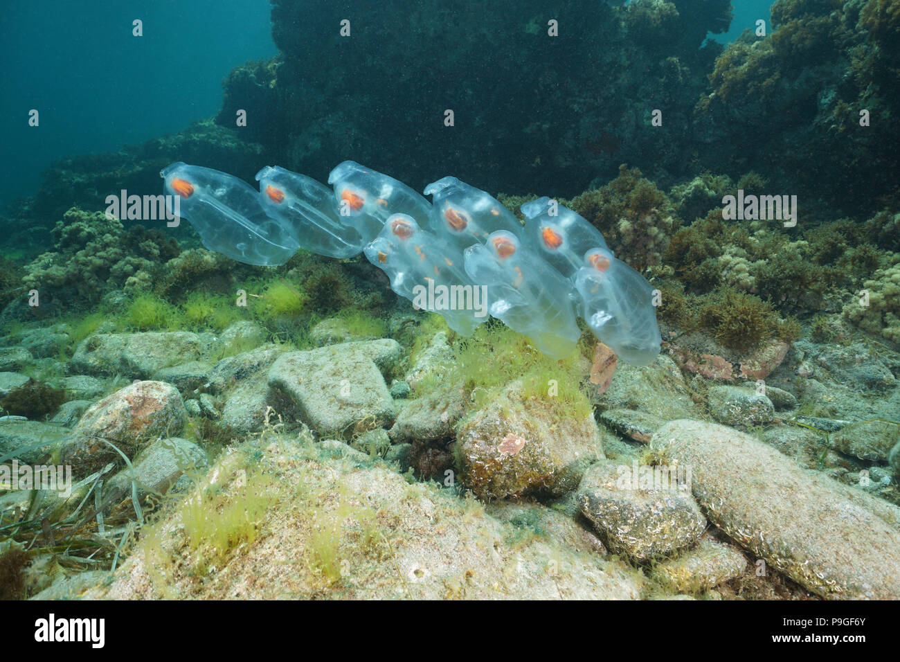 Salpen unterwasser Geschöpf, Planktonischen tunicate über den Meeresboden in das Mittelmeer, Cabo de Gata-Níjar, Almería, Andalusien, Spanien Stockfoto