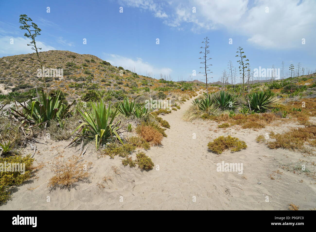 Ein sandiger Pfad mit Agaven in Cabo de Gata-Níjar, Almería, Andalusien, Spanien Stockfoto